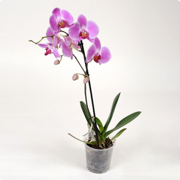 Orchidée Sérénité Céleste