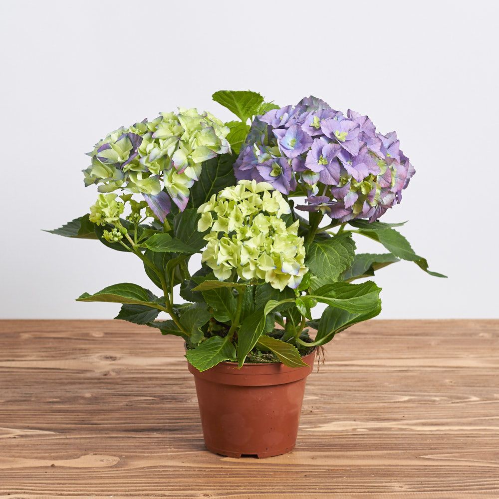 Hortensia à fleurs enchantées - L’élégance dans un pot